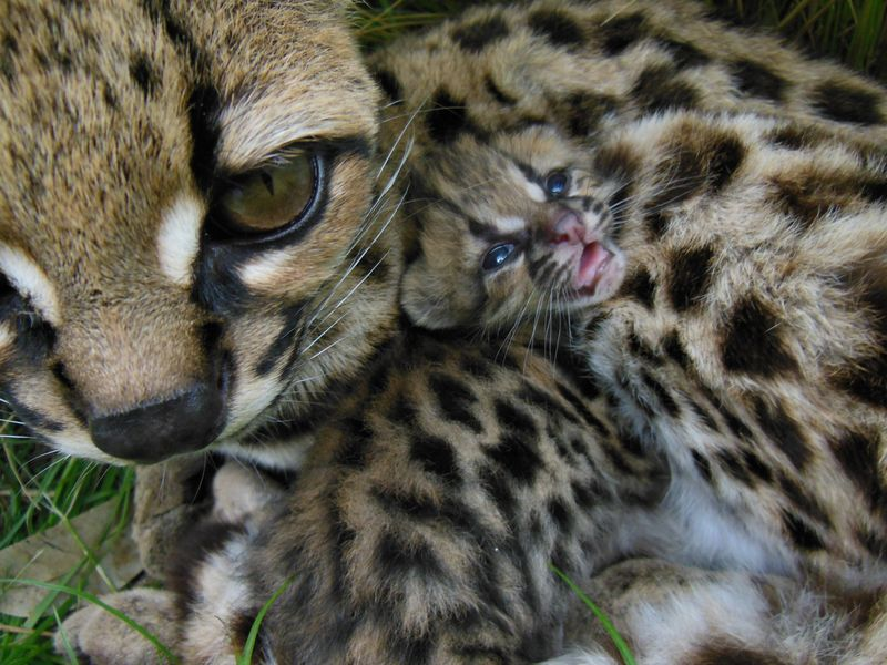 Illustration for article titled Caturday - Leopardus wiedii Edition